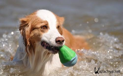 Подборка фото разных пород собак отличного качества выпуск 3 Подборка фото разных пород собак отличного качества выпуск 3