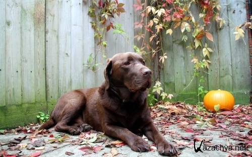 Подборка фото разных пород собак отличного качества выпуск 3 Подборка фото разных пород собак отличного качества выпуск 3