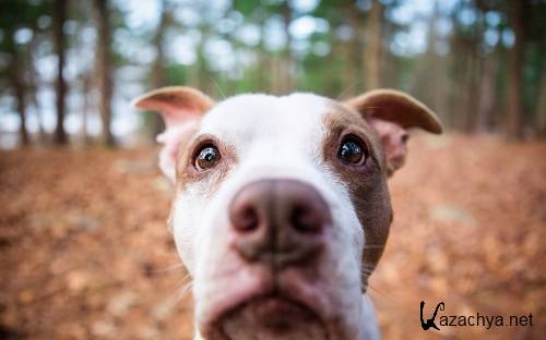 Подборка фото разных пород собак отличного качества выпуск 3 Подборка фото разных пород собак отличного качества выпуск 3