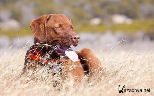 Подборка фото разных пород собак отличного качества выпуск 3 Подборка фото разных пород собак отличного качества выпуск 3