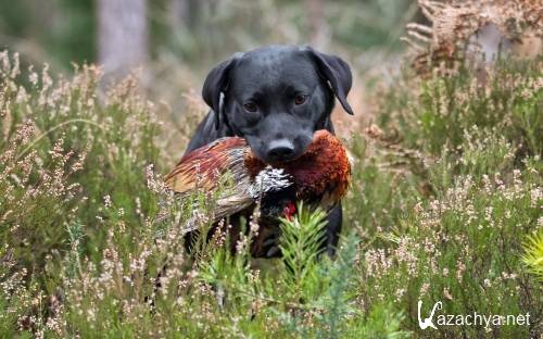 Подборка фото разных пород собак отличного качества выпуск 3 Подборка фото разных пород собак отличного качества выпуск 3