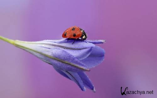 Best HD Wallpapers Pack �1382