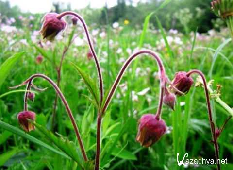  ������� ��������� ����������