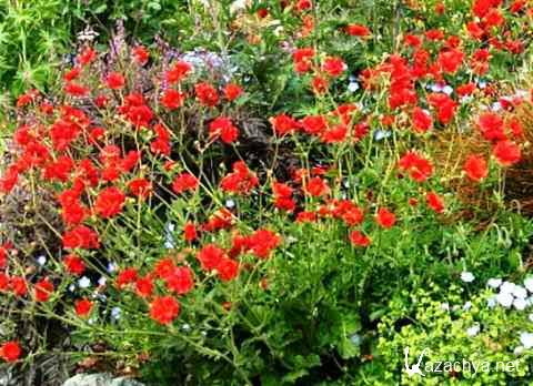  ������� ��������� ����������