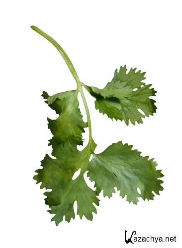 ������, ��������: ����� (�������� ��������)