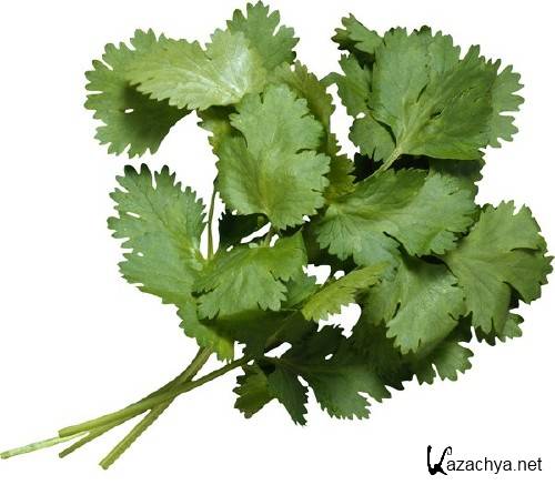 ������, ��������: ����� (�������� ��������)