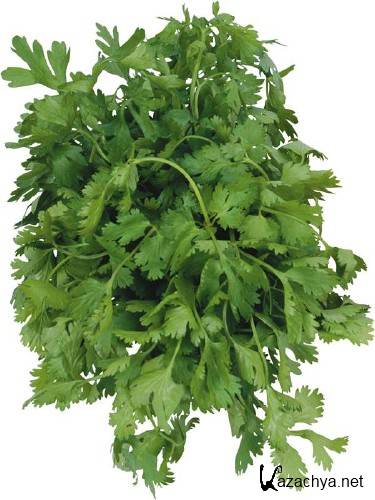 ������, ��������: ����� (�������� ��������)