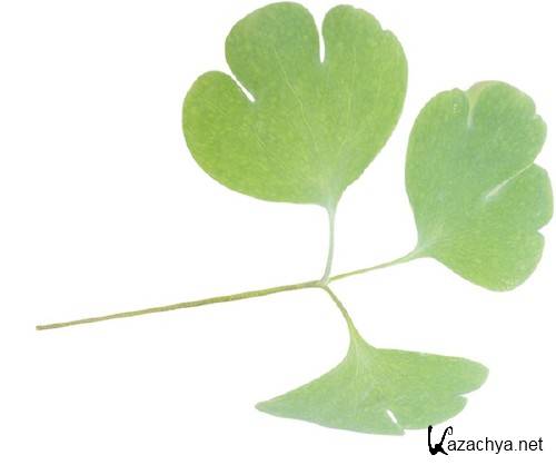 ������, ��������: ����� (�������� ��������)