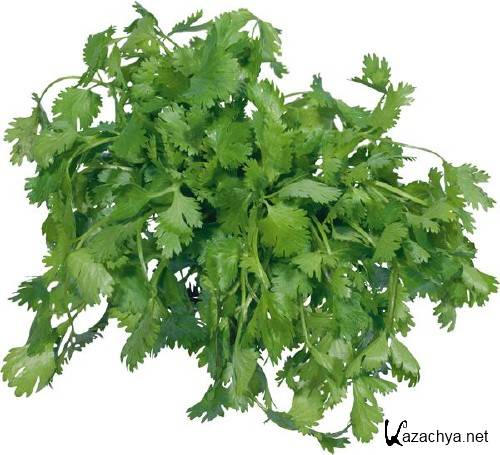 ������, ��������: ����� (�������� ��������)