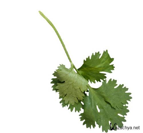 ������, ��������: ����� (�������� ��������)