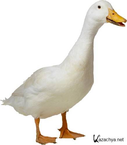 �������� �����: ���� (�������� �����������)