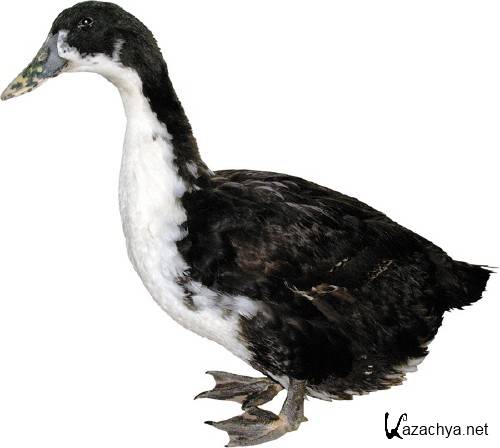 �������� �����: ���� (�������� �����������)