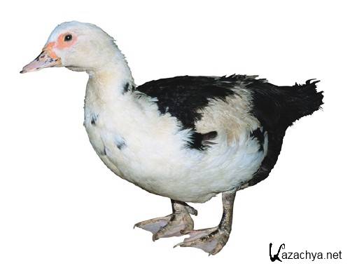 �������� �����: ���� (�������� �����������)