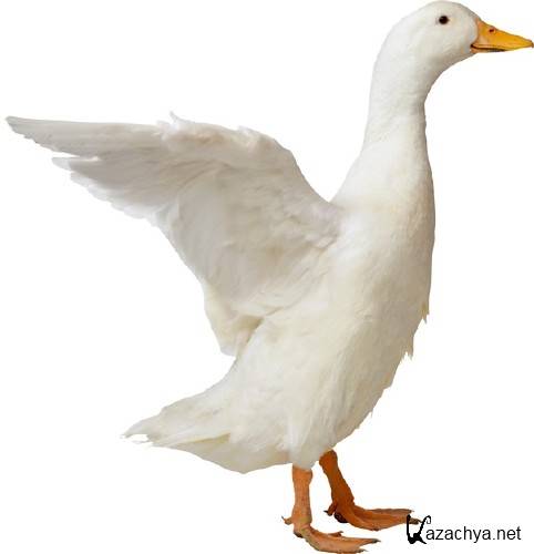 �������� �����: ���� (�������� �����������)