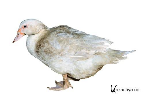 �������� �����: ���� (�������� �����������)