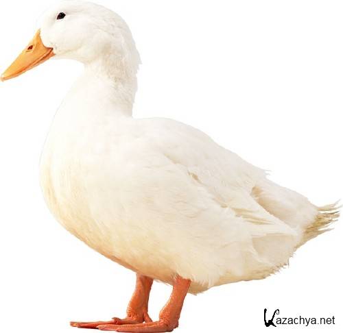 �������� �����: ���� (�������� �����������)