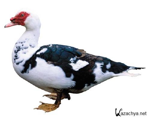 �������� �����: ���� (�������� �����������)