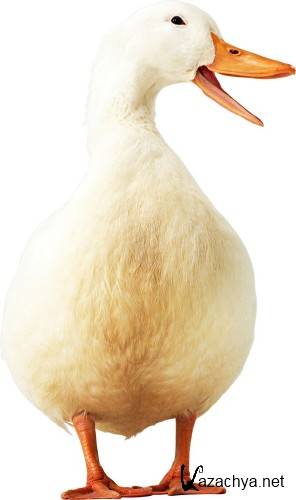 �������� �����: ���� (�������� �����������)