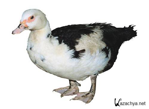 �������� �����: ���� (�������� �����������)