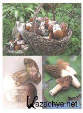 �������� ����� - ��� ����� (2011)