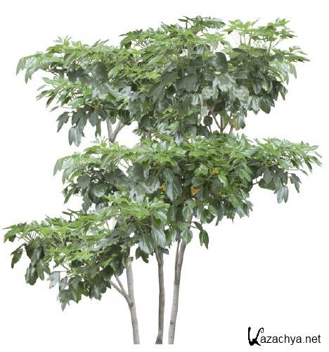 Деревья и кустарники (подборка изображений) прозрачный фон Деревья и кустарники (подборка изображений) прозрачный фон