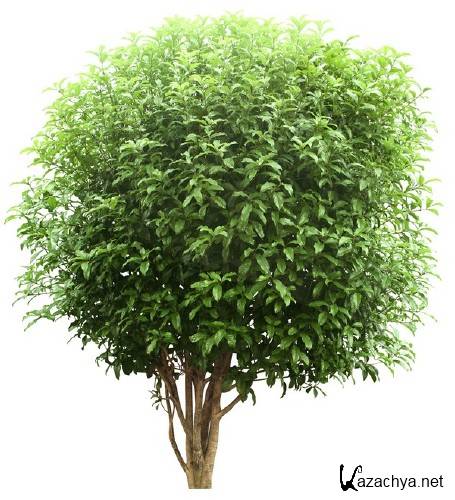 Деревья и кустарники (подборка изображений) прозрачный фон Деревья и кустарники (подборка изображений) прозрачный фон