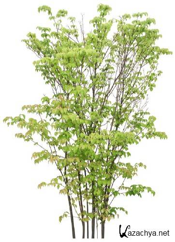 Деревья и кустарники (подборка изображений) прозрачный фон Деревья и кустарники (подборка изображений) прозрачный фон