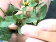 Секреты лечения Череда и Зверобой (2014) CAMRip Секреты лечения Череда и Зверобой (2014) CAMRip