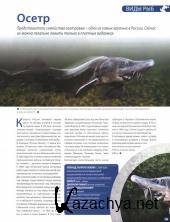 �������. ������������ �������� �33. ��� � ������ (2015) 