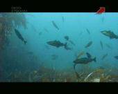 ������� ������   (2010) DVBRip