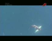 ������� ������   (2010) DVBRip