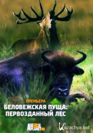  :    / The Primeval Forest of Belovezhskaya Pushcha  (2015) TVRip (720p)