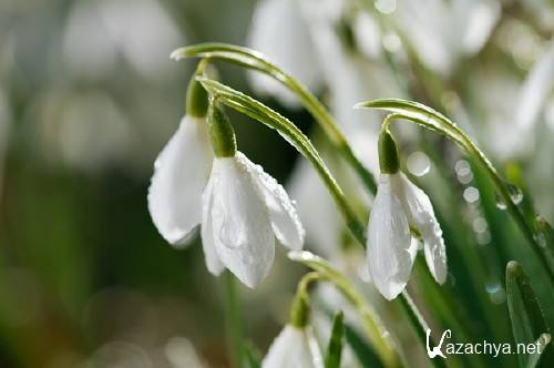 Нежные весенние подснежники (подборка изображений) Нежные весенние подснежники (подборка изображений)