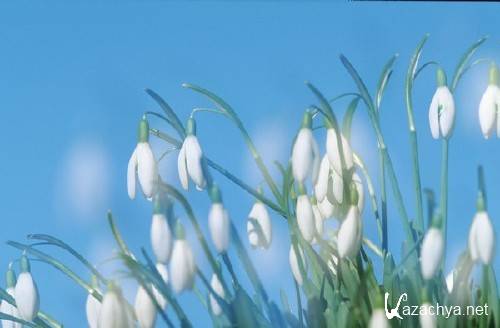 Нежные весенние подснежники (подборка изображений) Нежные весенние подснежники (подборка изображений)