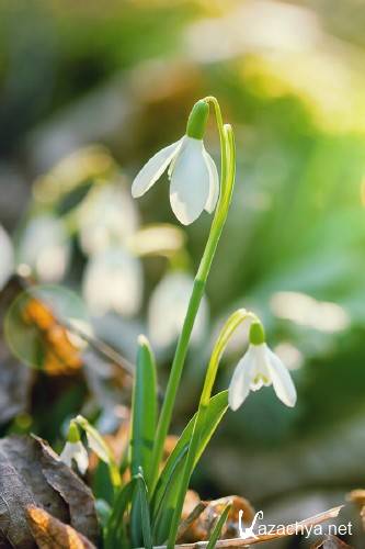 Нежные весенние подснежники (подборка изображений) Нежные весенние подснежники (подборка изображений)
