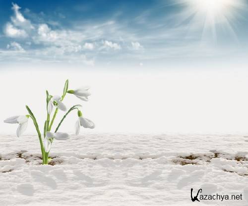 Нежные весенние подснежники (подборка изображений) Нежные весенние подснежники (подборка изображений)