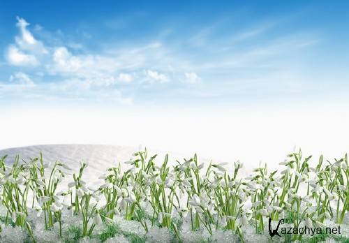 Нежные весенние подснежники (подборка изображений) Нежные весенние подснежники (подборка изображений)