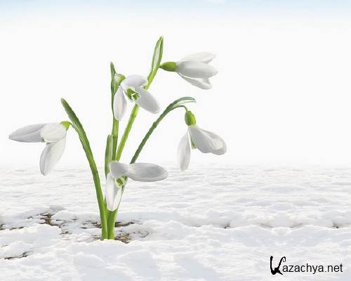 Нежные весенние подснежники (подборка изображений) Нежные весенние подснежники (подборка изображений)