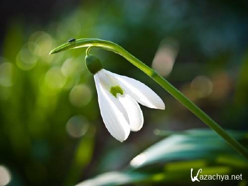 Нежные весенние подснежники (подборка изображений) Нежные весенние подснежники (подборка изображений)