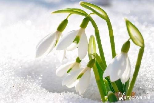 Нежные весенние подснежники (подборка изображений) Нежные весенние подснежники (подборка изображений)