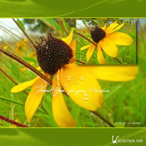  Rons Daviney - Water Brushes