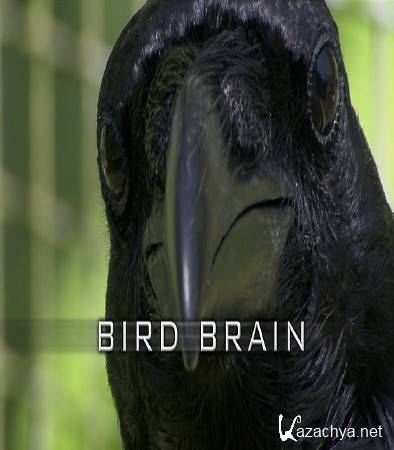   ? / Bird Brain (2011) HDTVRip (720p)