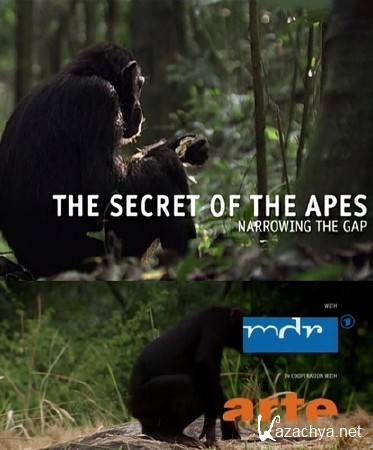  .   / The Secret of the Apes - Narrowing the GAP (2013) HDTVRip (720p)