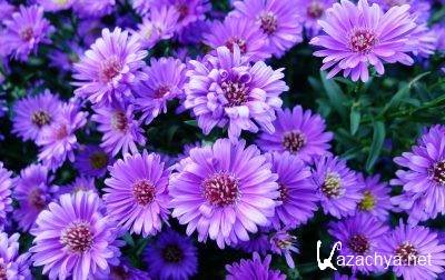 ���� �� ������� ����. ����� #044