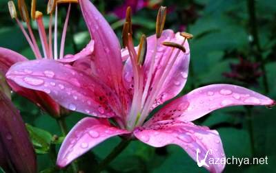 ���� �� ������� ����. ����� #044