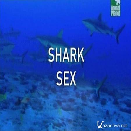    / Shark Sex (2005) TVRip