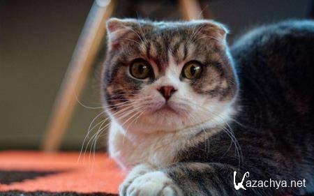 Wallpapers Mix �572