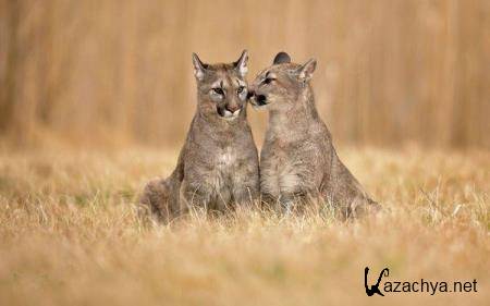 Wallpapers Mix �572