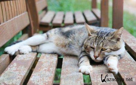 Wallpapers Mix �572