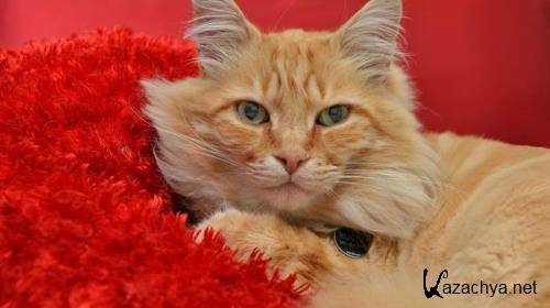 Wallpapers Mix №628 Wallpapers Mix №628